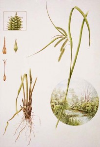 Carex illustration