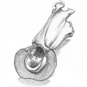 Vertebra